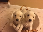 Small Photo #10 English Cream Golden Retriever Puppy For Sale in LAKELAND, FL, USA