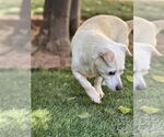 Small #1 Pembroke Welsh Corgi Mix