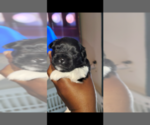 Small Photo #3 Pom-Shi-Shih Tzu Mix Puppy For Sale in SAINT LOUIS, MO, USA