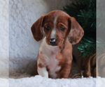 Small Photo #4 Dachshund Puppy For Sale in GAP, PA, USA