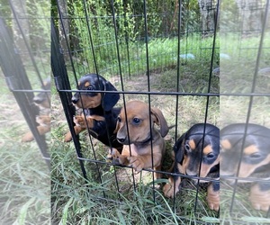 Dachshund Puppy for sale in BRYANT, AR, USA