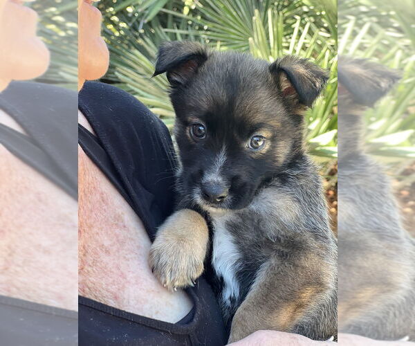 Medium Photo #1 Hava-Apso Puppy For Sale in Dana Point, CA, USA