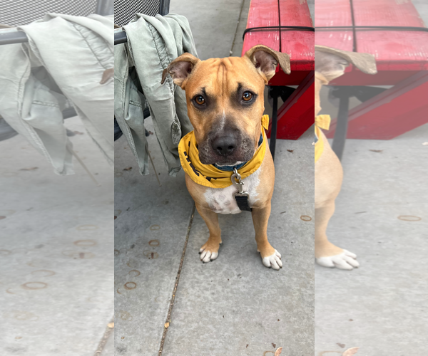Medium Photo #3 Mutt Puppy For Sale in Chandler, AZ, USA