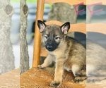 Small Photo #12 German Shepherd Dog Puppy For Sale in ROCKFIELD, KY, USA