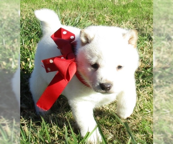 Medium Photo #2 Shiba Inu Puppy For Sale in FOYIL, OK, USA
