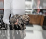 Puppy Green Collar Presa Canario
