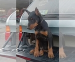 Small Doberman Pinscher