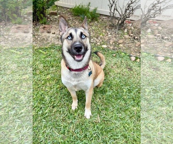 Medium Photo #4 Siberian Husky-Unknown Mix Puppy For Sale in Aurora, CO, USA