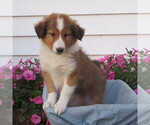 Puppy Puppy 3 Shetland Sheepdog