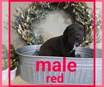 Puppy Red Collar Great Dane