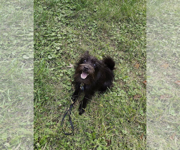 Medium Photo #5 Mutt Puppy For Sale in St. Louis Park, MN, USA