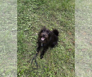 Kansas - Female Mutt Dog for Adoption - Photo #5