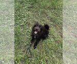 Small Photo #5 Mutt Puppy For Sale in St. Louis Park, MN, USA