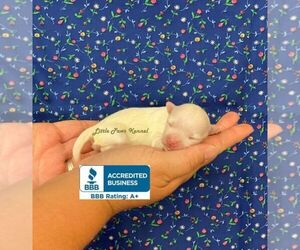 Maltese Puppy for sale in WINNSBORO, LA, USA