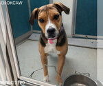 Small Boxer Mix