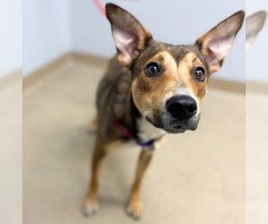Australian Kelpie Dogs for adoption in Aurora, CO, USA