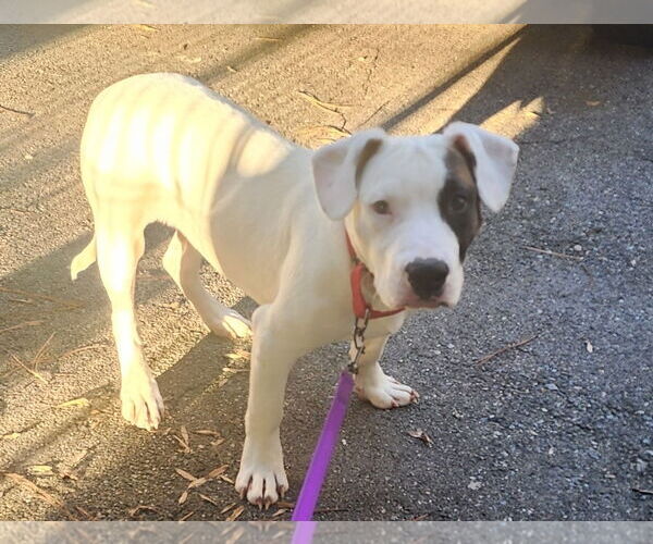 Medium Photo #2 American Pit Bull Terrier-American Staffordshire Terrier Mix Puppy For Sale in Chester, VA, USA
