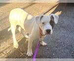 Small #1 American Pit Bull Terrier-American Staffordshire Terrier Mix