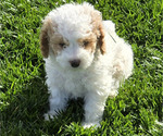 Small #2 Cavapoo