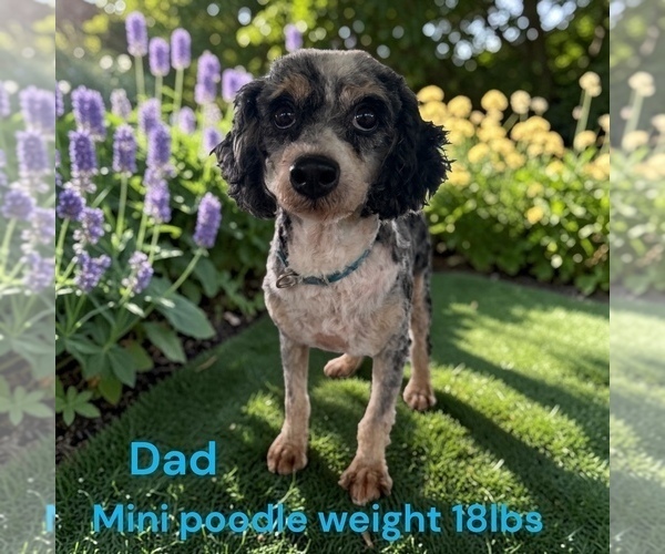 Medium Photo #12 Bernedoodle (Miniature) Puppy For Sale in MONTPELIER, OH, USA