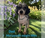 Small #11 Bernedoodle (Miniature)