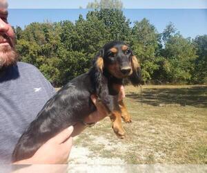 Medium Dachshund