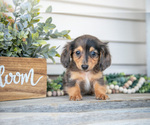 Puppy Jasper Dachshund