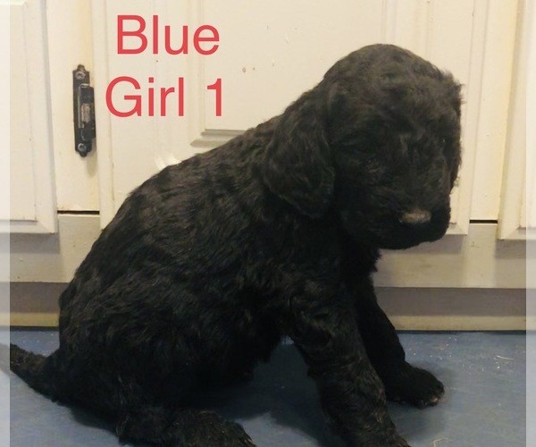Medium Photo #1 Goldendoodle-Poodle (Standard) Mix Puppy For Sale in CLINTON, MO, USA