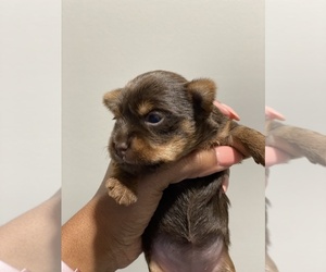 Yorkshire Terrier Puppy for sale in MC DONOUGH, GA, USA