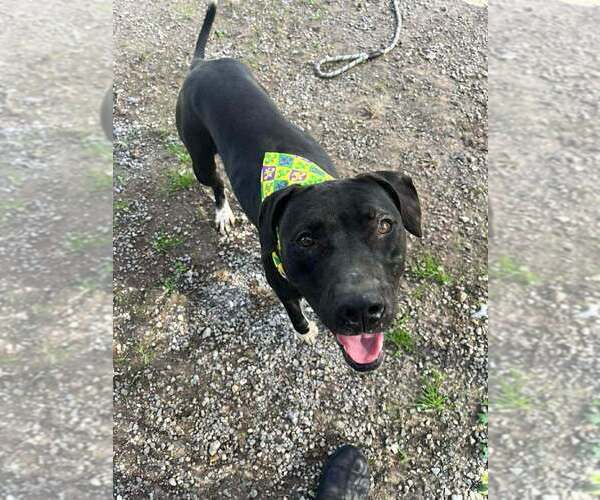 Medium Photo #4 Mutt Puppy For Sale in Abbeville, LA, USA