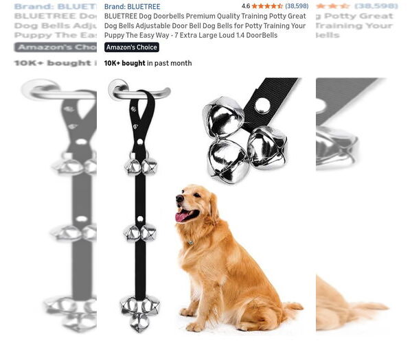 Medium Photo #11 Parson Russell Terrier-Unknown Mix Puppy For Sale in Princeton, MN, USA