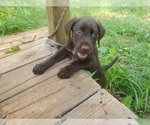 Small #7 Wirehaired lab