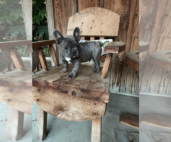 Medium Photo #5 French Bulldog Puppy For Sale in MODESTO, CA, USA