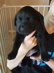 Labrador Retriever Puppy for sale in BEDFORD, TX, USA