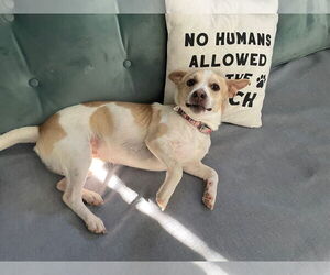 Jack Russell Terrier-Unknown Mix Dogs for adoption in Decatur, GA, USA