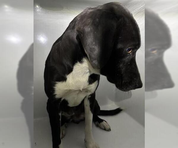 Medium Photo #1 Labrador Retriever Puppy For Sale in Houston, TX, USA