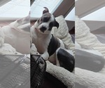 Small #1 Catahoula Leopard Dog