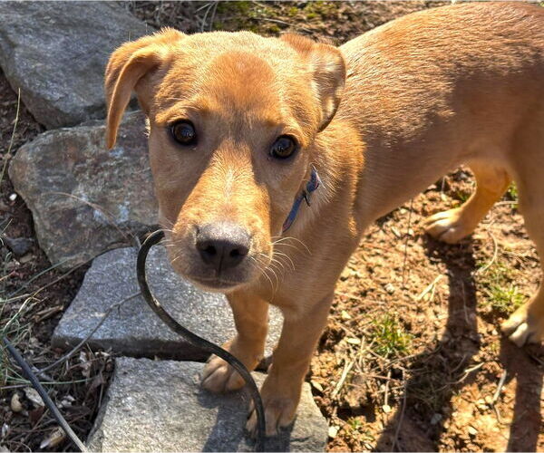 Medium Photo #2 Labrador Retriever-Unknown Mix Puppy For Sale in MECHANICSBURG, PA, USA