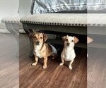 Small Photo #6 Chiweenie Puppy For Sale in Arlington, VA, USA
