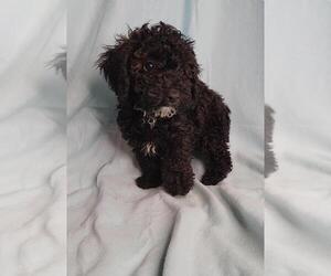 Poodle (Toy) Puppy for sale in JASONVILLE, IN, USA