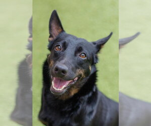 Mutt Dogs for adoption in Canton, CT, USA