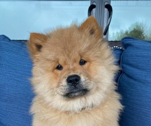 Chow Chow Puppy for sale in BRUNSWICK, OH, USA