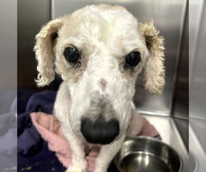 Poodle (Standard)-Unknown Mix Dogs for adoption in Chico, CA, USA