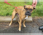 Small Boxer