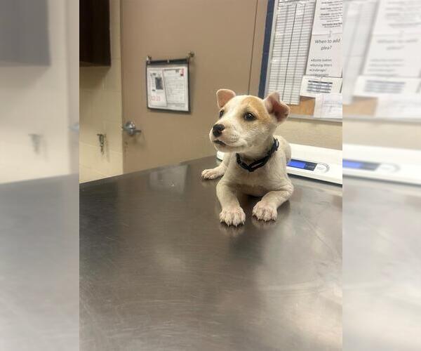 Medium Photo #1 American Pit Bull Terrier-Unknown Mix Puppy For Sale in Conroe, TX, USA