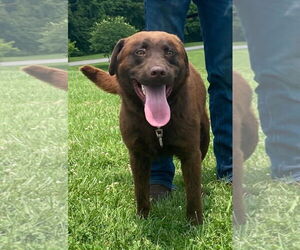 - Mix Dogs for adoption in Croydon, NH, USA