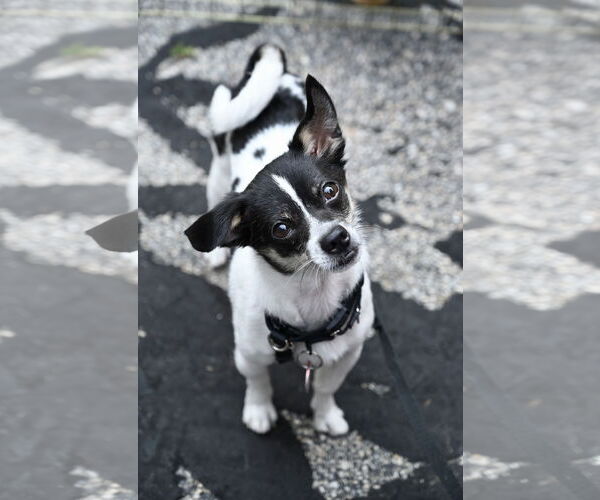 Medium Photo #2 Chihuahua-Unknown Mix Puppy For Sale in Wakefield, RI, USA