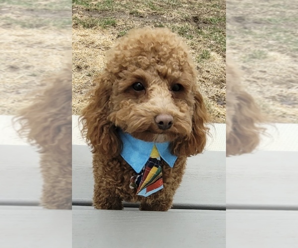 Medium Photo #1 Poodle (Miniature) Puppy For Sale in GRASS LAKE, MI, USA