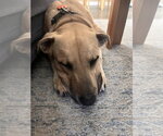 Small #7 American Staffordshire Terrier Mix