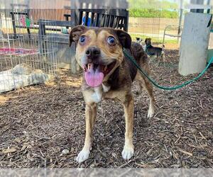 Medium Border Collie Mix